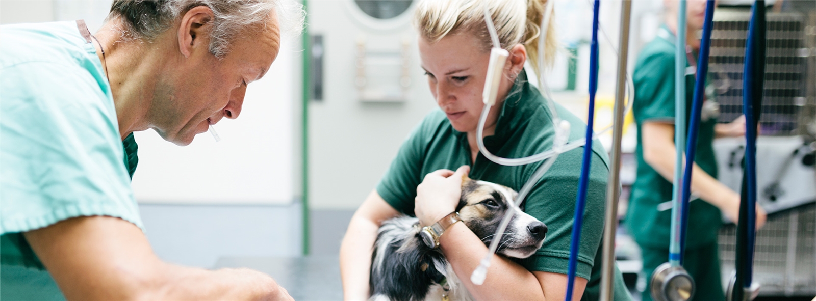 Veterinärmedizin